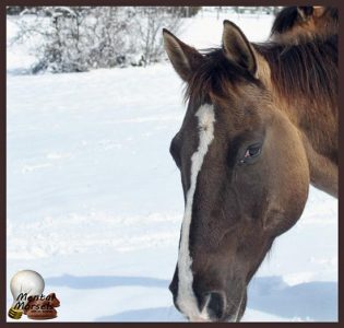 How to Let Your Horse Know Who is Boss, and Everyone Else Too Image